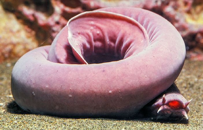 Узел из миксины