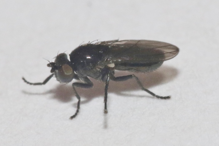 Helaeomyia petrolei