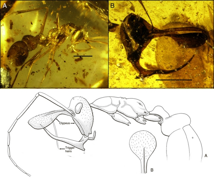 Linguamyrmex