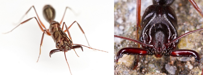 Odontomachus