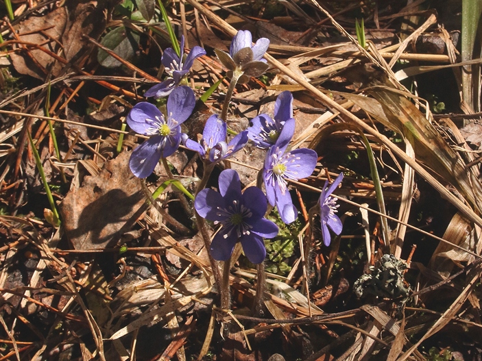 Hepatica nobilis