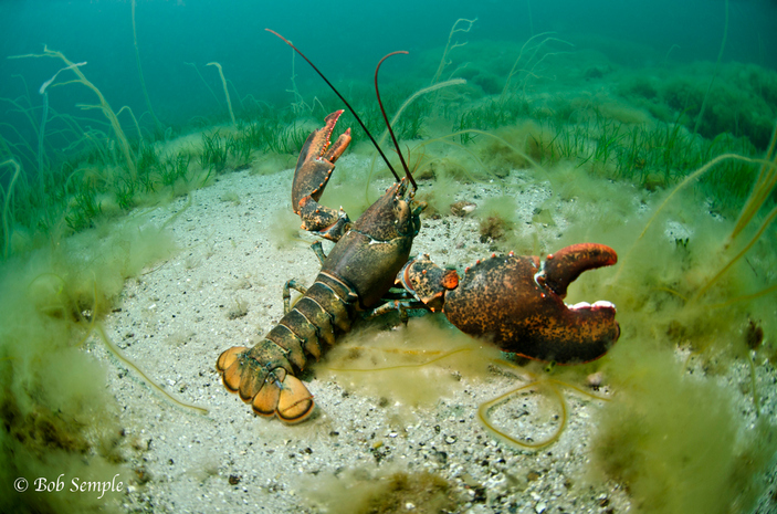 Самец омара