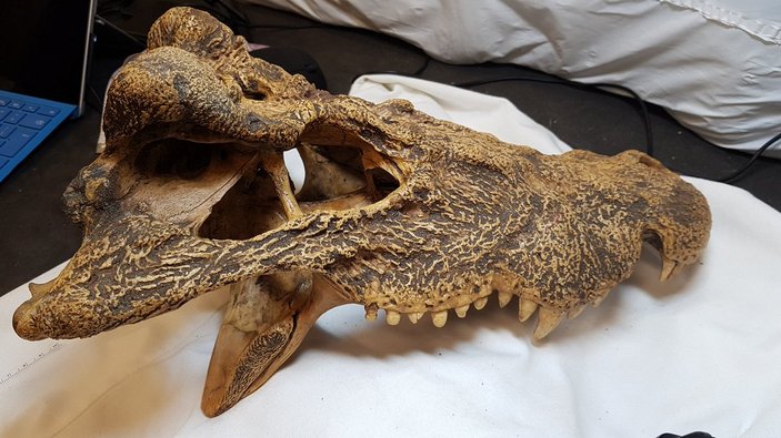 Череп рогатого крокодила
