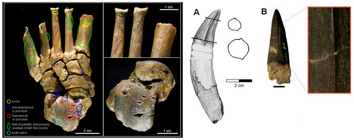 Следы зубов крокодила на костях