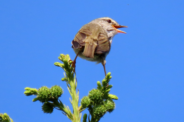 Бамбуковая широкохвостка поет