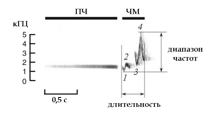 Спектрограмма пения широкохвостки
