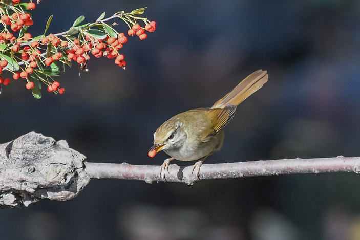 Бамбуковая широкохвостка