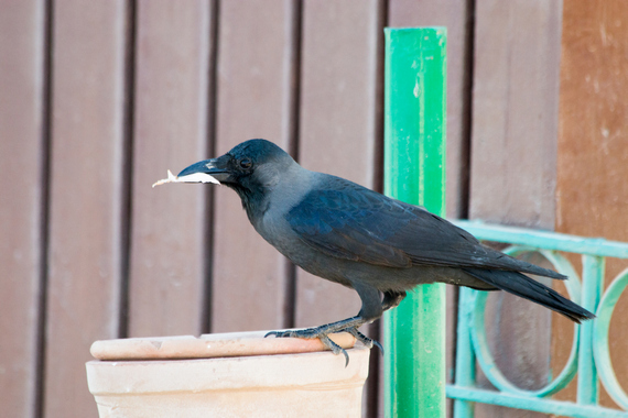 Вездесущая домовая ворона