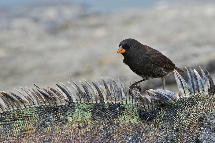 Средний земляной вьюрок на игуане