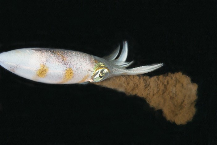 Sepioteuthis lessoniana