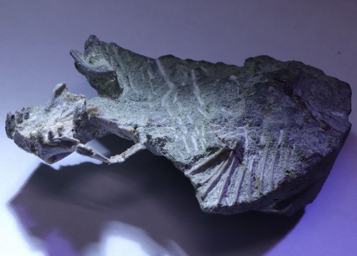 Кости инсулофона