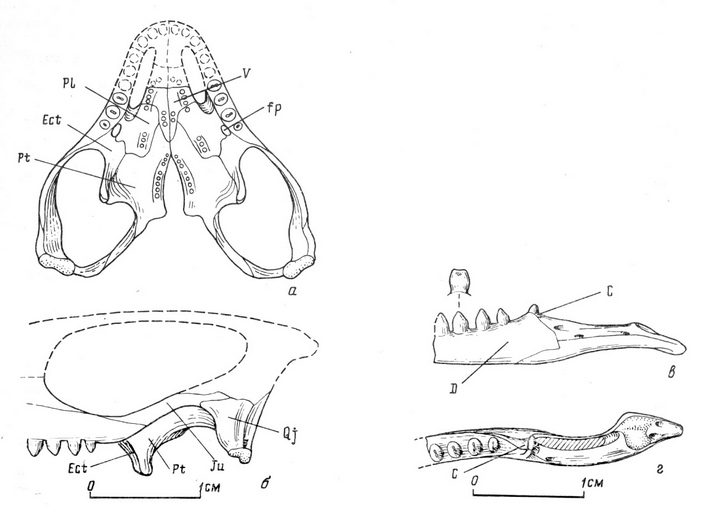 Реконструкция черепа инсулофона