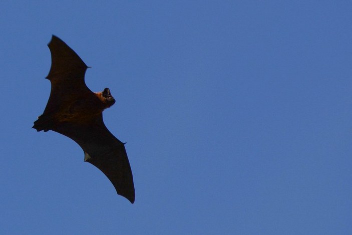 Азорская вечерница