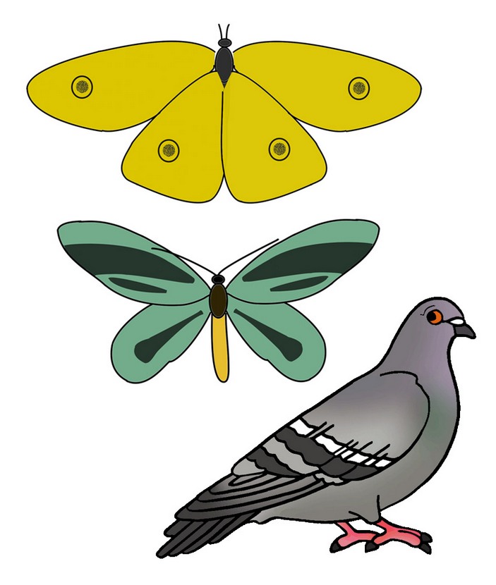 Makarkinia adamsi, Ornithoptera alexandrae и голубь