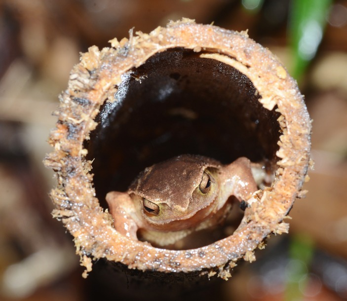 Бамбуковый узкорот