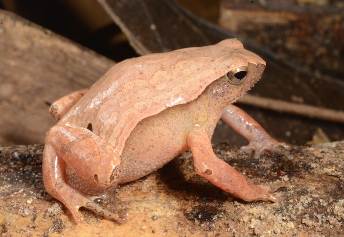 Самец бамбукового узкорота