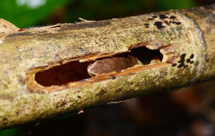 Самец бамбукового узкорота внутри бамбука