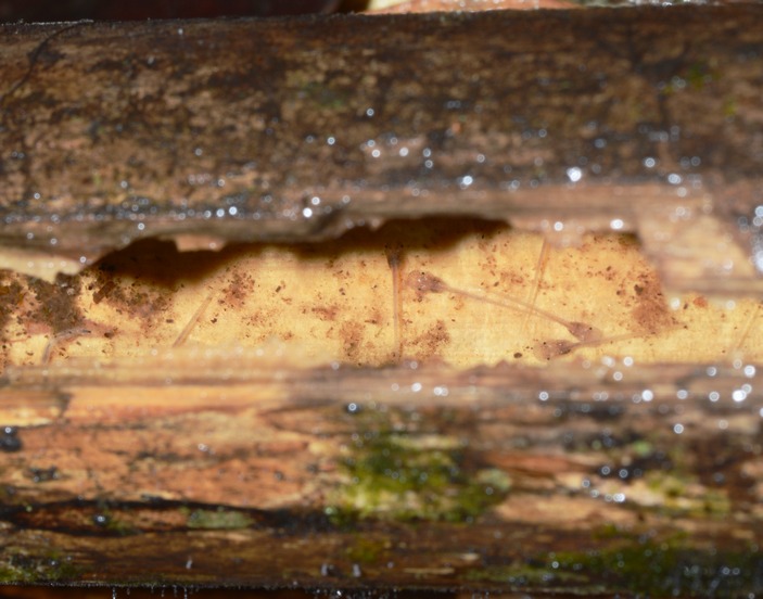 Головастики бамбукового узкорота