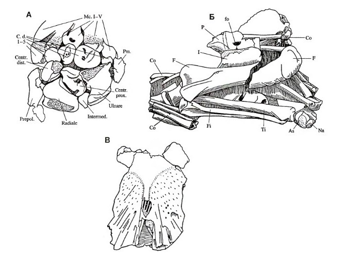 Посткраниальный скелет каренита