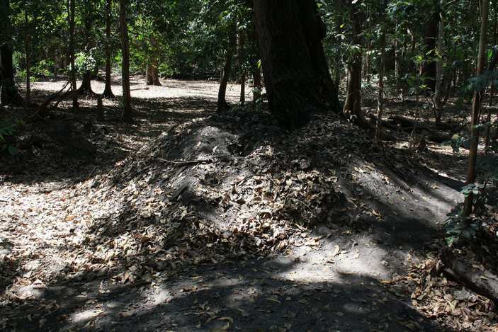 Гнездо оранжевоногого большенога 