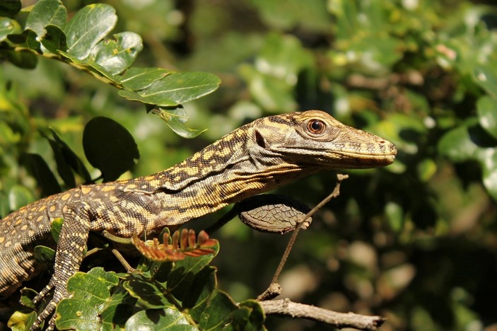 Молодой комодский варан