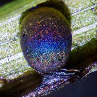 Lamproderma pulchellum
