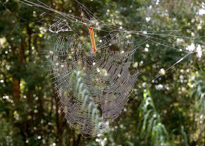 Паутина Phonognatha graeffei