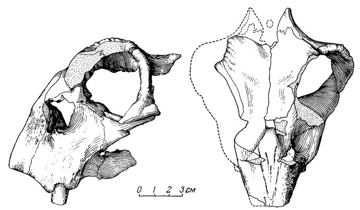 Lystrosaurus georgi