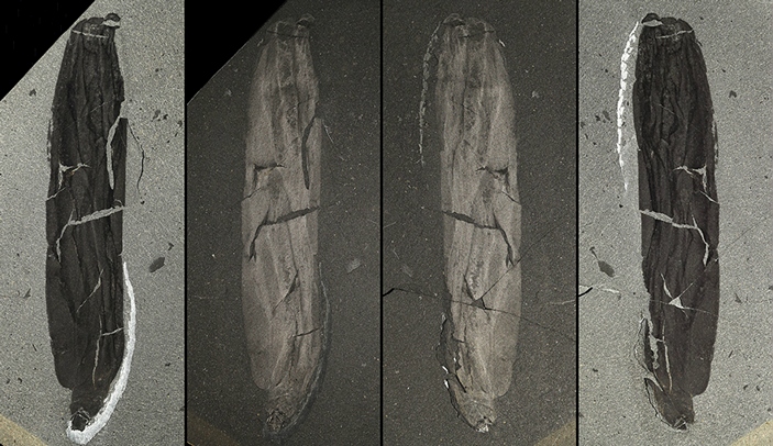 Mackenzia costalis