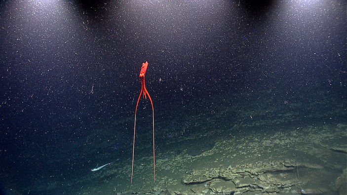 Mastigoteuthis