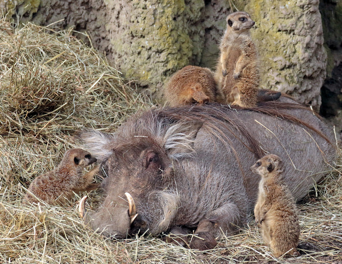 Сурикаты и бородавочник