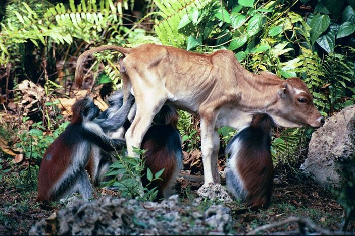 Колобусы чистят теленка