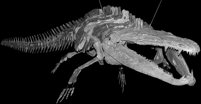 Mastodonsaurus giganteus