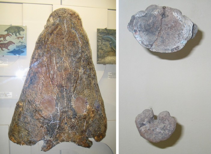 Череп Mastodonsauridae