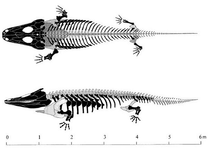 Mastodonsaurus giganteus