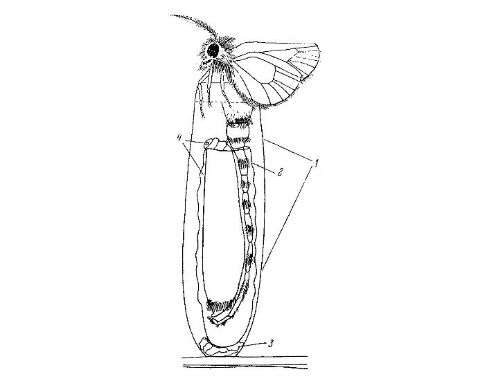 Спаривание мешочниц