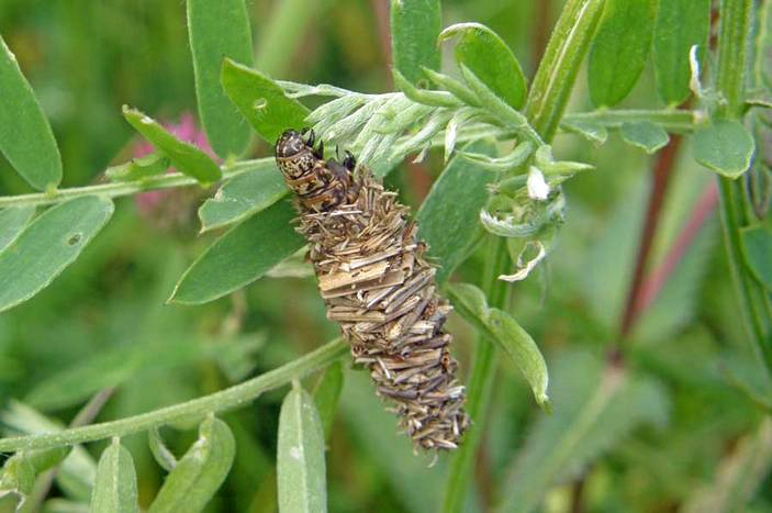 Горошковая мешочница