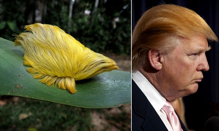 Трамп и гусеница-кот