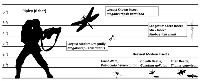 Стрекоза Meganeuropsis permiana