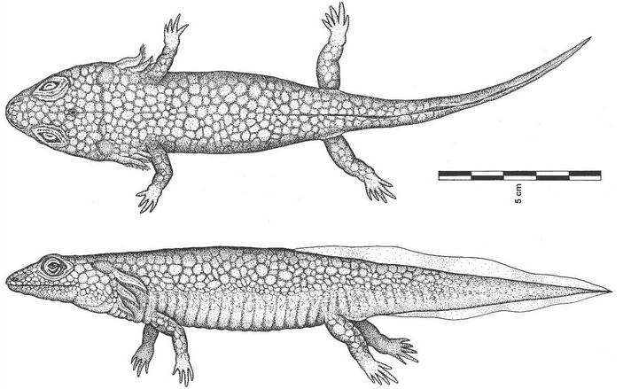 Реконструкция внешнего вида меланерпетона
