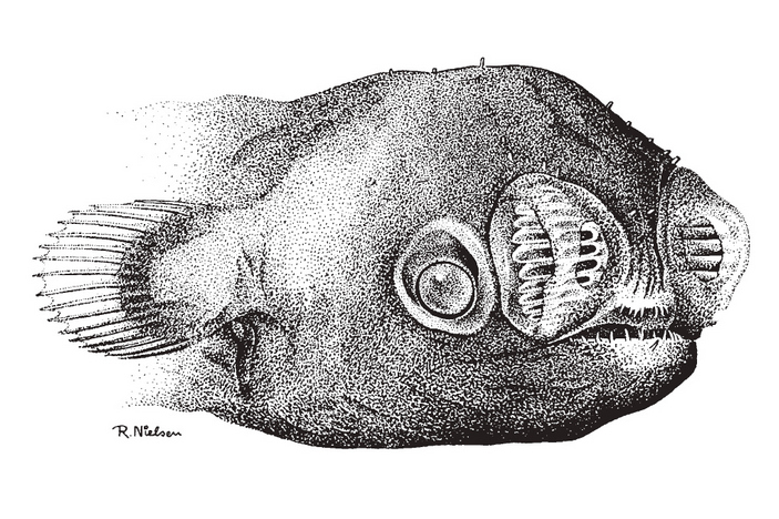 Самец удильщика