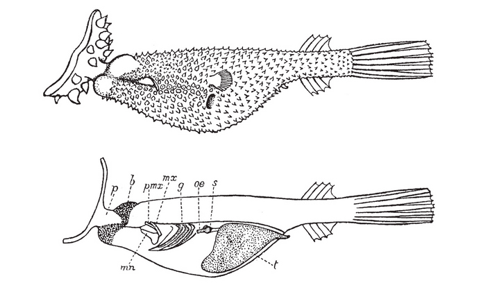Схема строения паразитического самца 