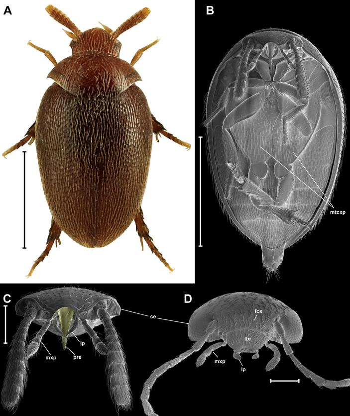 Жуки Eucinetidae