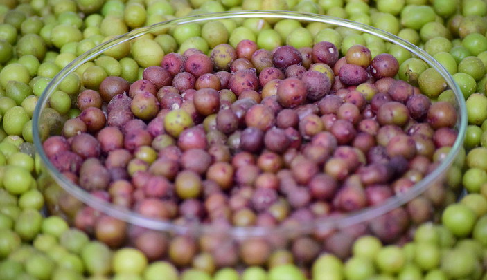 Микроклубни картофеля