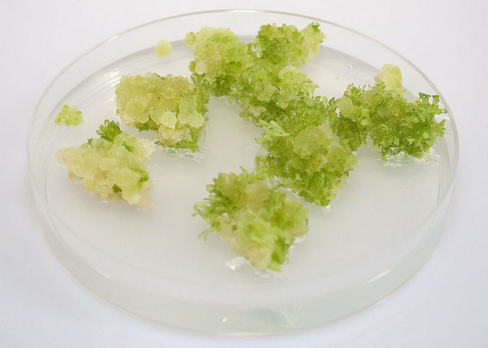 Культура клеток табака