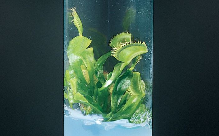 Венерина мухоловка в пробирке