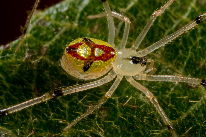 Зеркальный паук Thwaitesia nigronodosa
