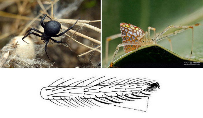 Каракурт, зеркальный паук и лапка