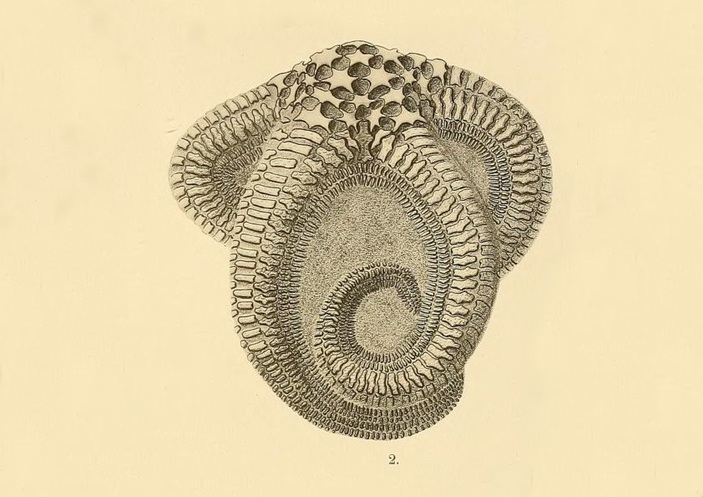Calliasterella mira