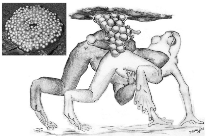 Лягушачья эротика